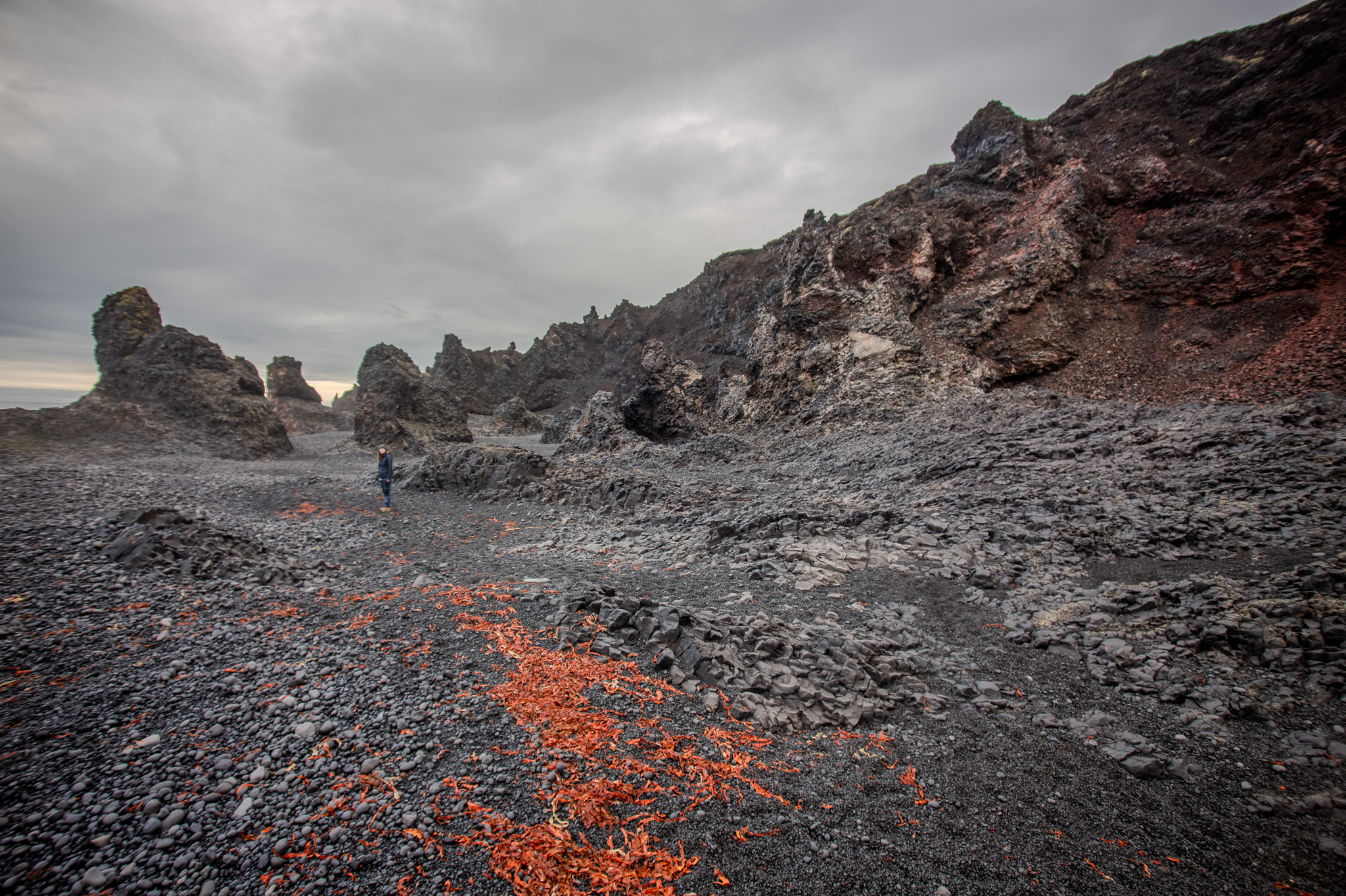 Anna walking Djúpalónssandur with red seaweed and lava formations