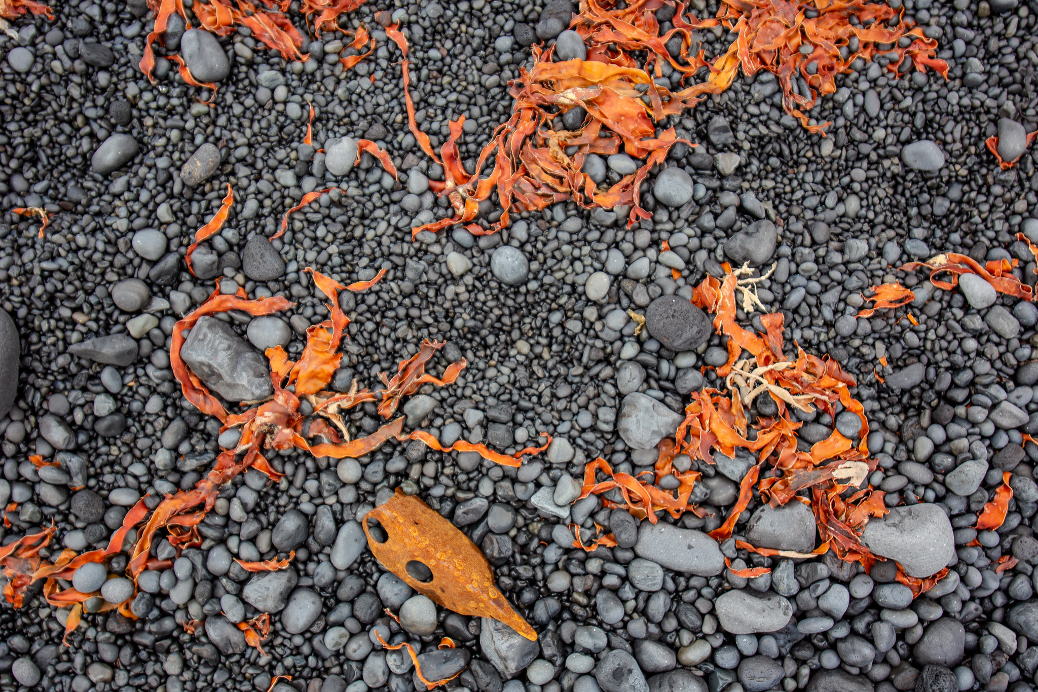 Red seaweed macro on black volcanic stones