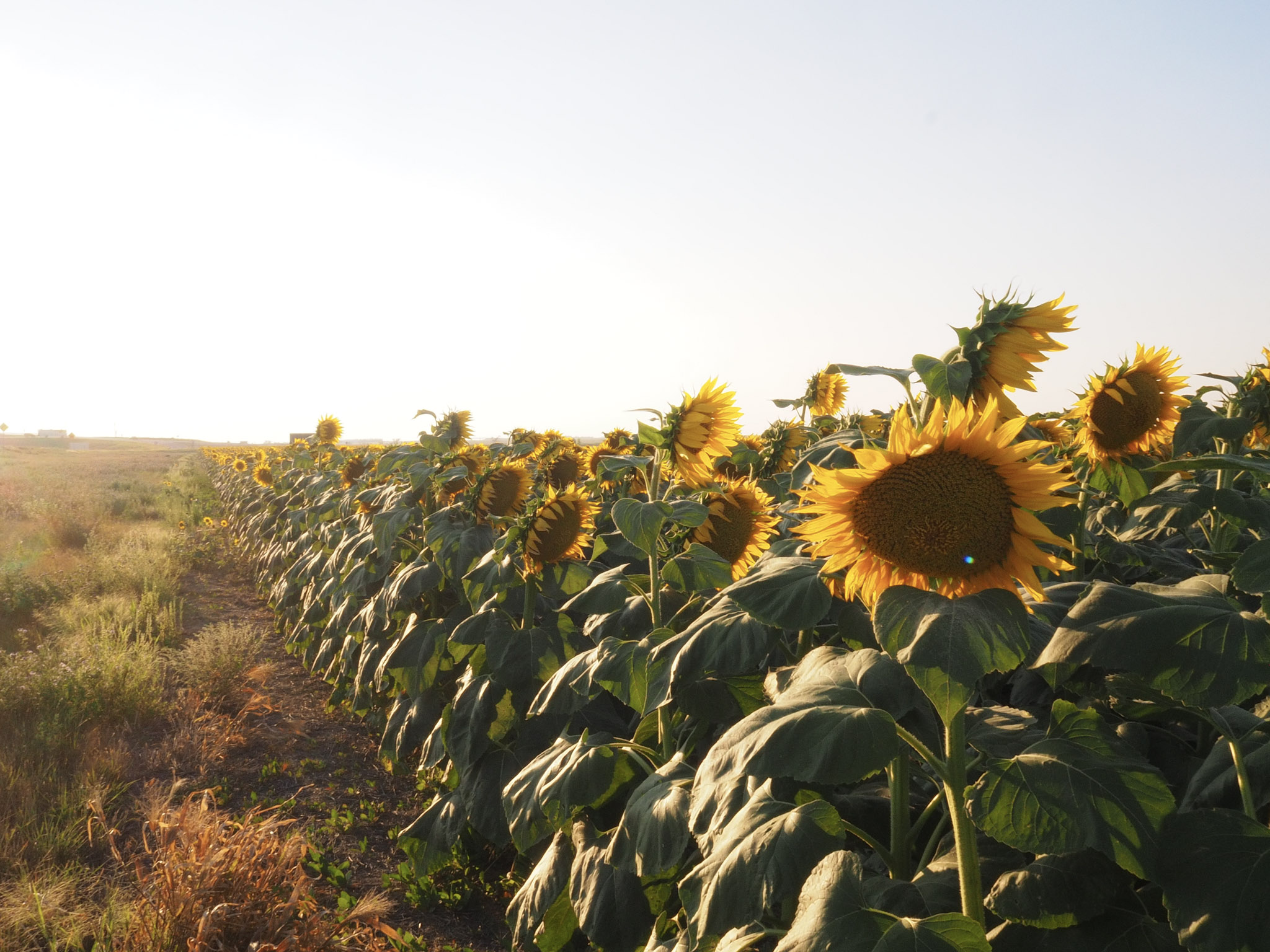 Field of sunflowers