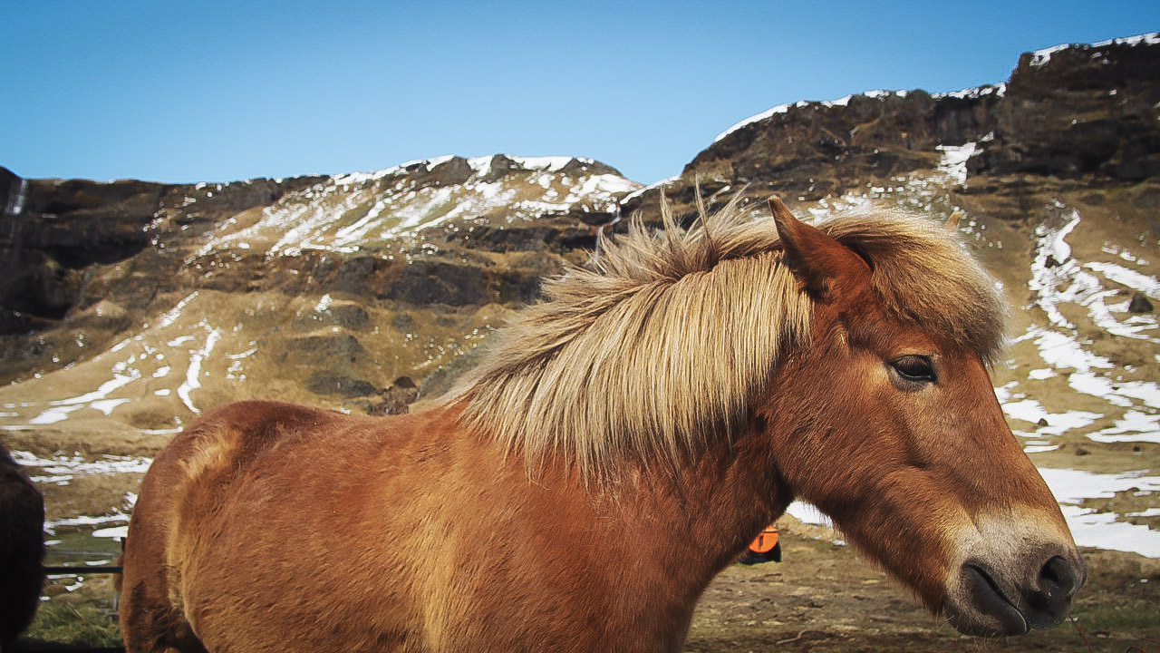 Icelandic horse