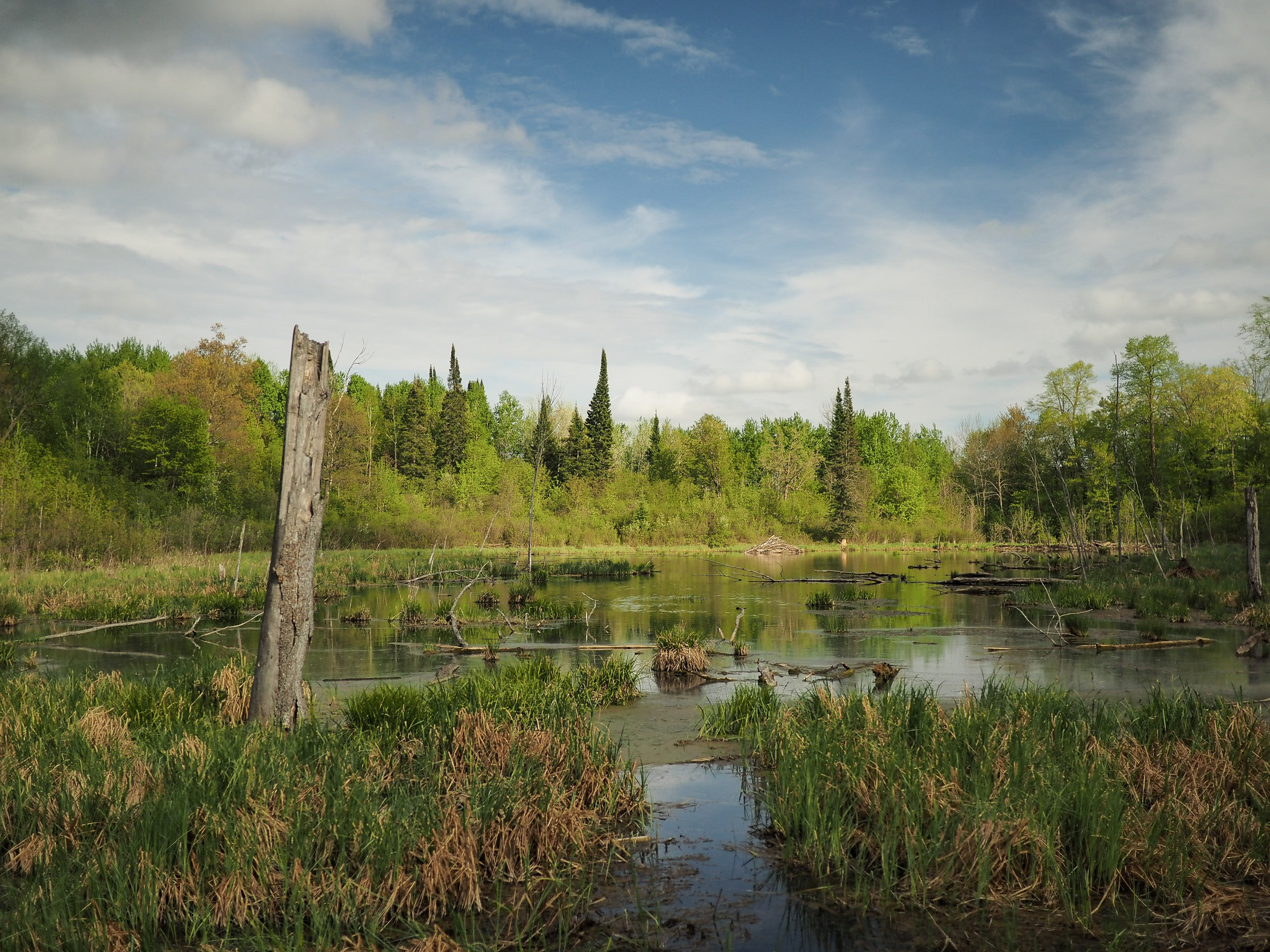 Northern Minnesota bog